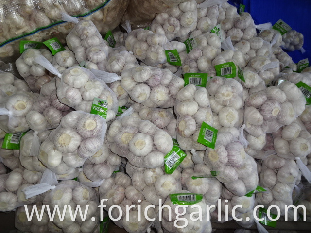 High Quality Normal White Garlic